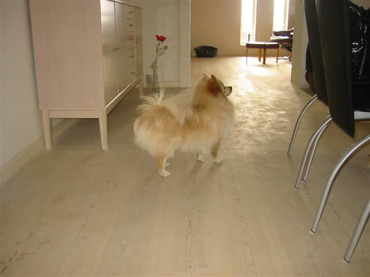 Pomeranian Tiggo billede 16