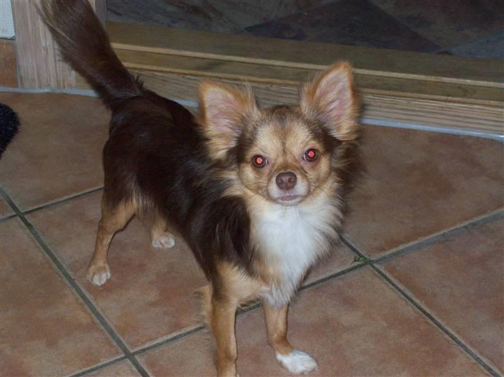 Chihuahua sns pia nyby's gizmo RIP billede 1