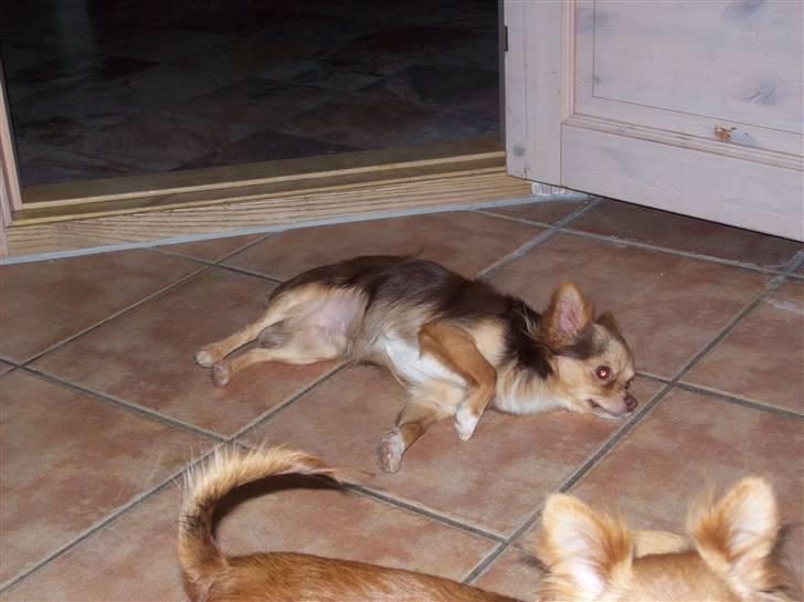 Chihuahua sns pia nyby's gizmo RIP billede 2