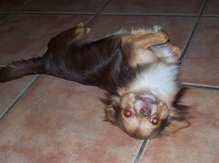 Chihuahua sns pia nyby's gizmo RIP billede 3