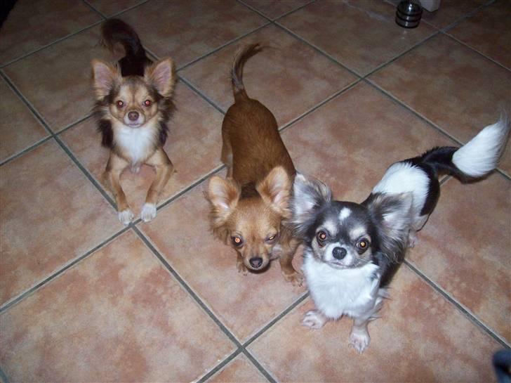 Chihuahua sns pia nyby's gizmo RIP billede 4