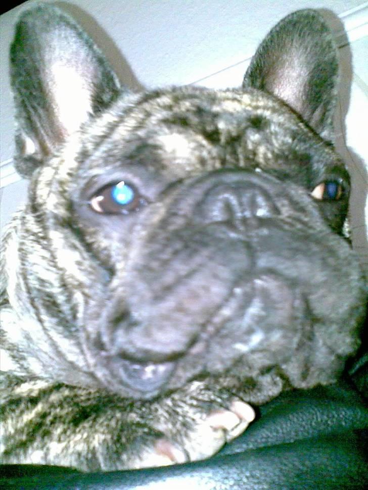 Fransk bulldog A'la'coccio's X-tra  billede 7