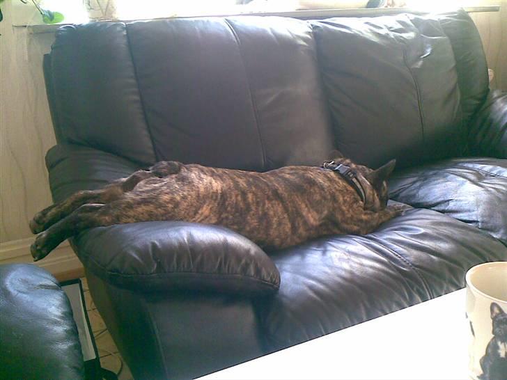 Fransk bulldog A'la'coccio's X-tra  - Ja nogen gange bliver man bare sååååå træt :-) billede 8