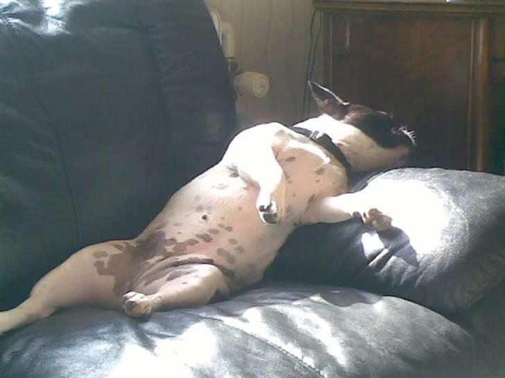 Fransk bulldog Fiona billede 11