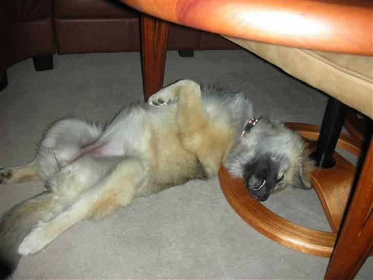 Islandsk fårehund SIGLA (R.I.P - 2022) - På besøg hos søster Katla - og ih hvor er jeg blevet træt - 6 mdr. billede 15