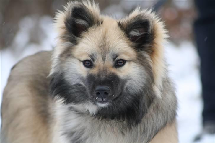 Islandsk fårehund SIGLA (R.I.P - 2022) - Skønt med alt den sne - 7 mdr. billede 16