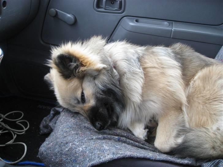 Islandsk fårehund SIGLA (R.I.P - 2022) - Meget træt efter en tur i skoven billede 17