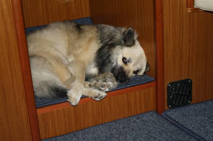 Islandsk fårehund SIGLA (R.I.P - 2022) - En dejlig hyggekrog på båden billede 18
