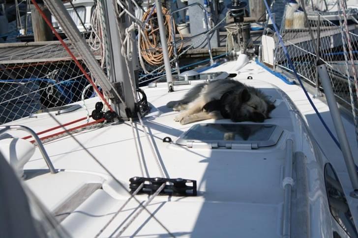 Islandsk fårehund SIGLA (R.I.P - 2022) - Afslapning i skyggen på fordækket - 1 år. gammel billede 19