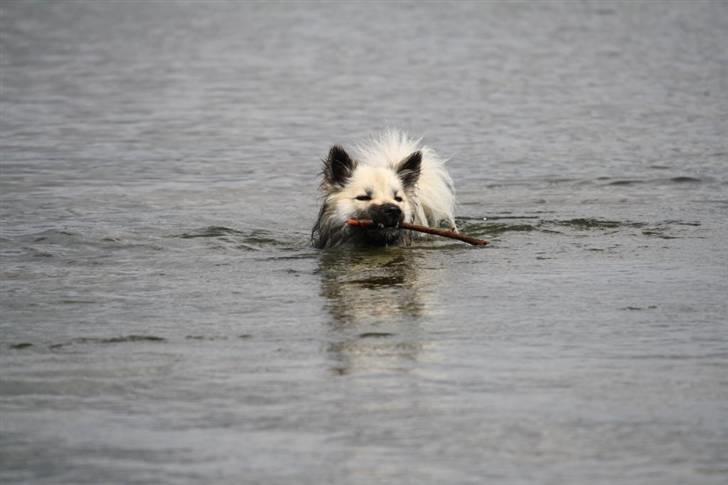 Islandsk fårehund SIGLA (R.I.P - 2022) - Skønt med en afkølende dukkert - midt i sommervarmen - 12 mdr. billede 20