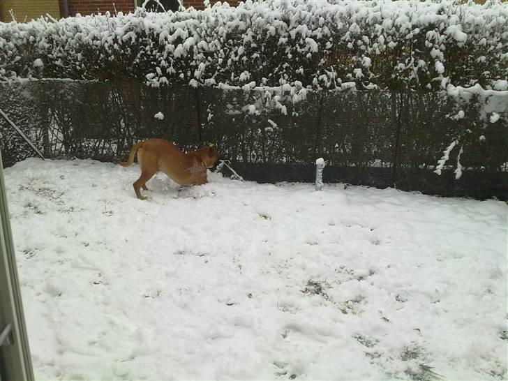 Boerboel Thor billede 17