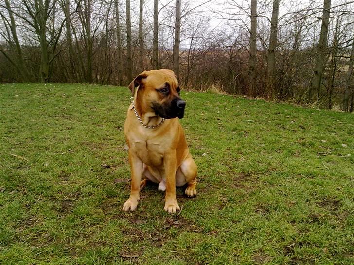Boerboel Thor billede 18