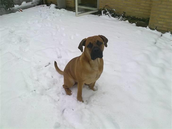 Boerboel Thor billede 19