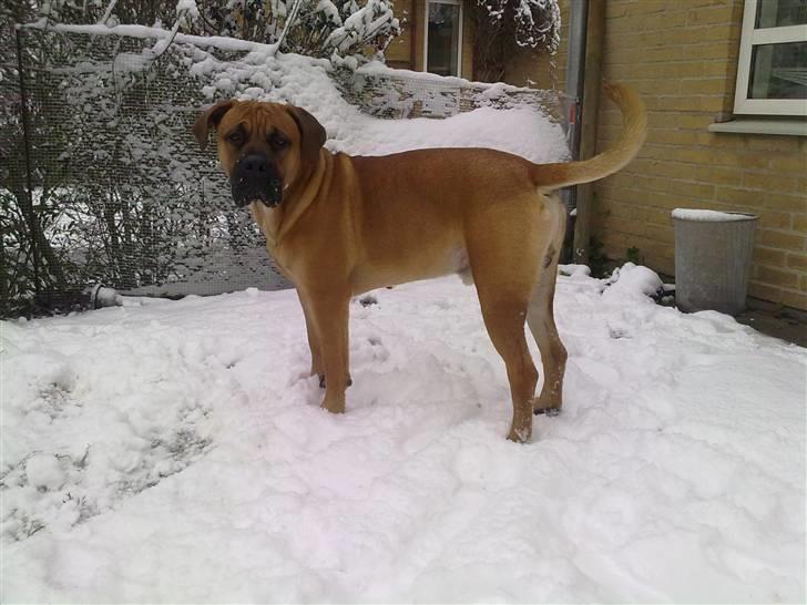 Boerboel Thor billede 20