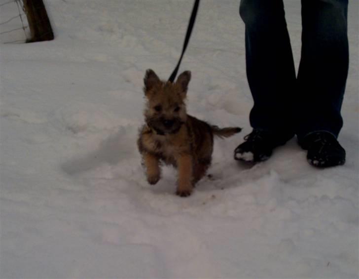Cairn terrier Nova R.I.P. - Med en tur på kælkebakken billede 20