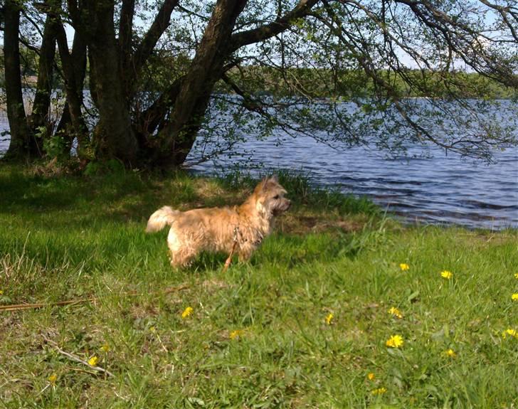 Cairn terrier Nova R.I.P. - En tur ved søen billede 12