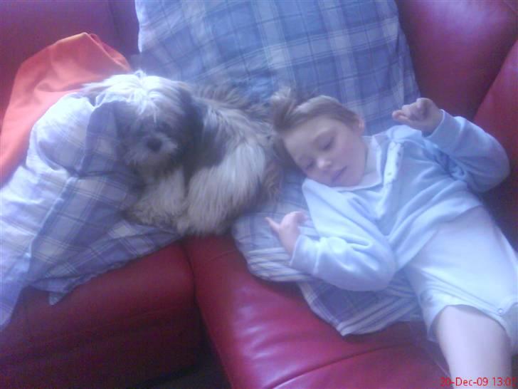 Lhasa apso werner billede 8