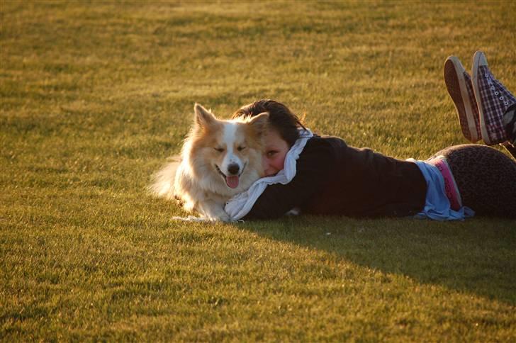 Islandsk fårehund Loka - min y billede billede 16
