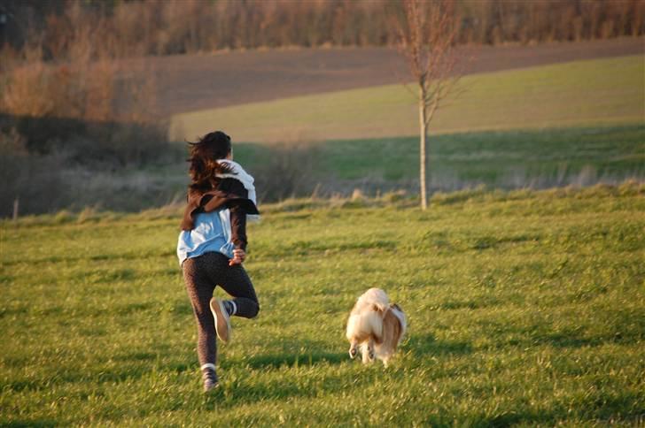 Islandsk fårehund Loka billede 17