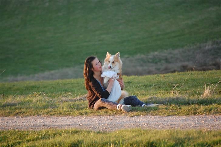 Islandsk fårehund Loka billede 18