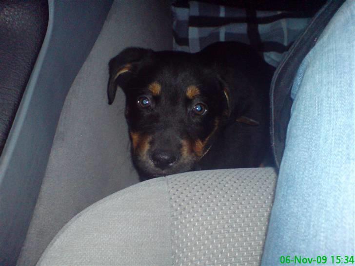 Blanding af racer Zingo - Ude og køre :) billede 11