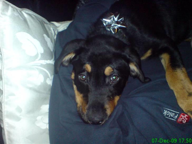 Blanding af racer Zingo - slapper af på fars arbejdstøj :) billede 12