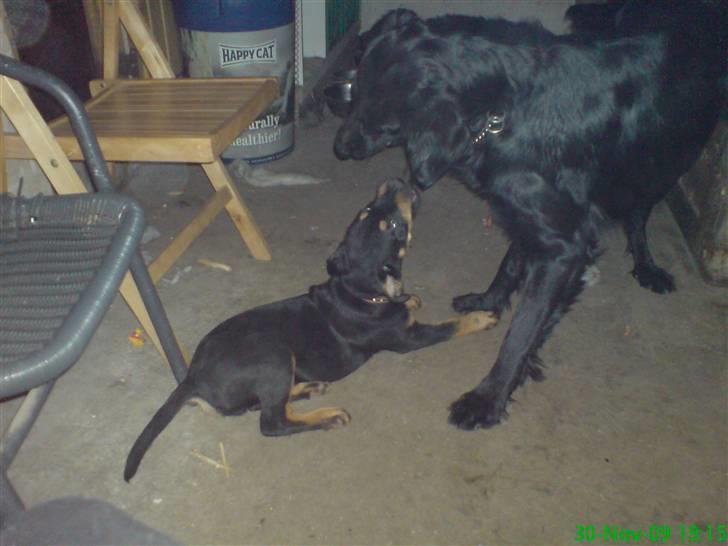 Blanding af racer Zingo - Leger med min bedste ven, Dino :) billede 13