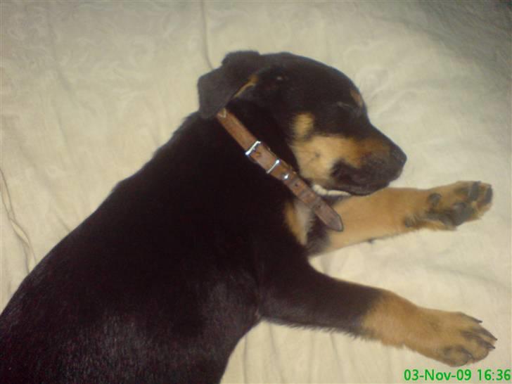 Blanding af racer Zingo - Sover :) billede 14