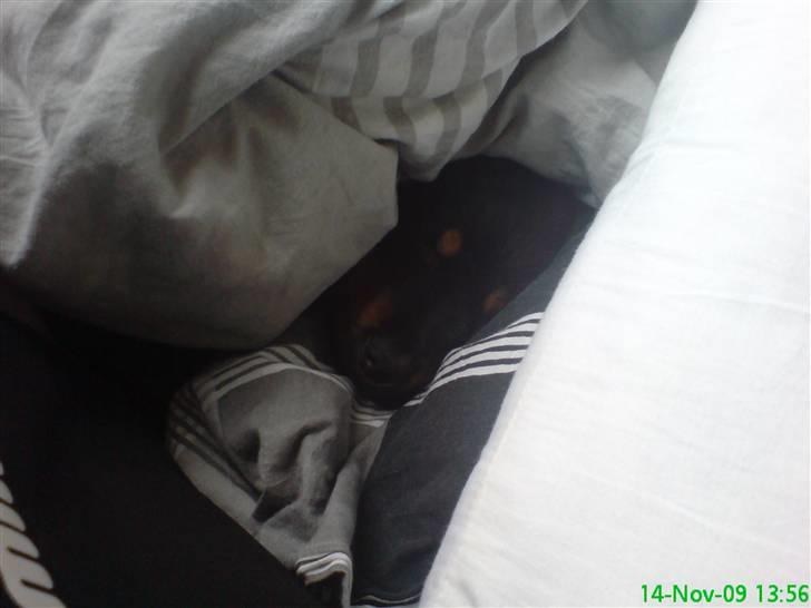 Blanding af racer Zingo - Putter i dynen, selvom jeg ikke må :i billede 15