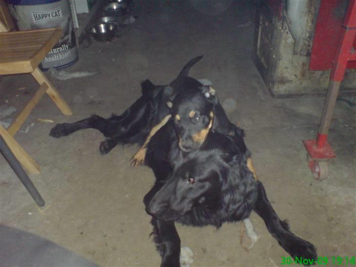 Blanding af racer Zingo - Så blev Dino sgu lagt ned og Zingo løber med sejren! billede 16