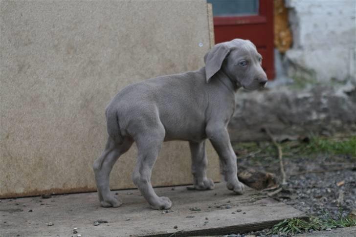 Weimaraner Hot Shoot´s Krimi HD A/B - Lille Krimi billede 1