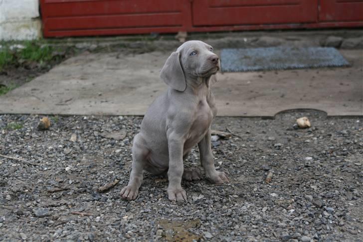 Weimaraner Hot Shoot´s Krimi HD A/B - Koldt! Brrrrr billede 2