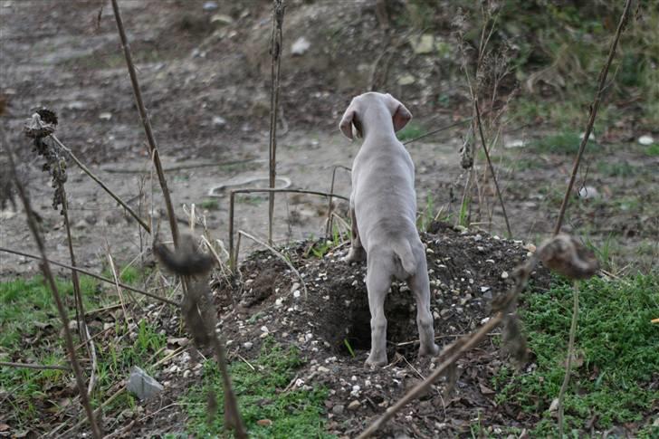 Weimaraner Hot Shoot´s Krimi HD A/B - Holder skam øje billede 4