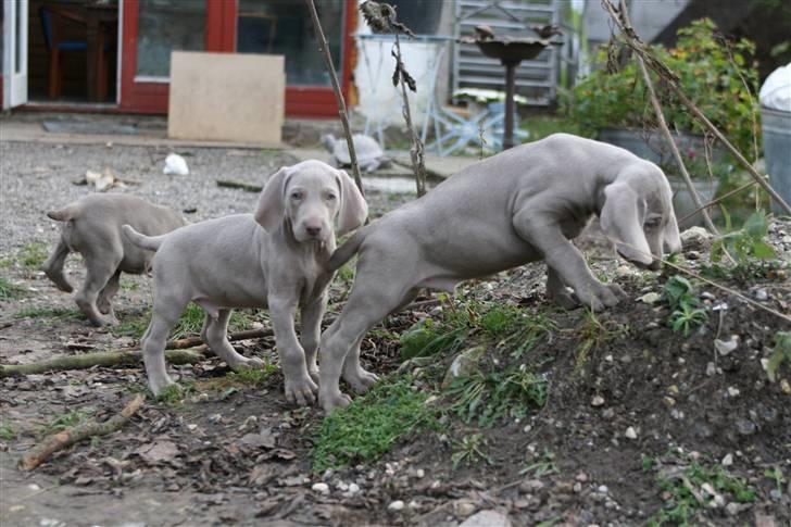 Weimaraner Hot Shoot´s Krimi HD A/B - Venter lige på min tur billede 5