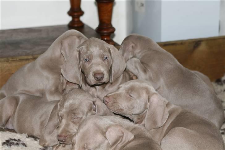 Weimaraner Hot Shoot´s Krimi HD A/B - Nogle af K-Banden billede 6