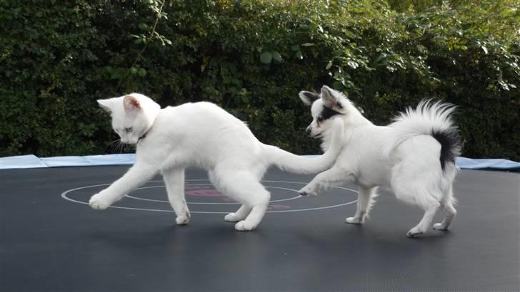 Papillon Joker - Øhmmm? Synkron-gåning? XD billede 18