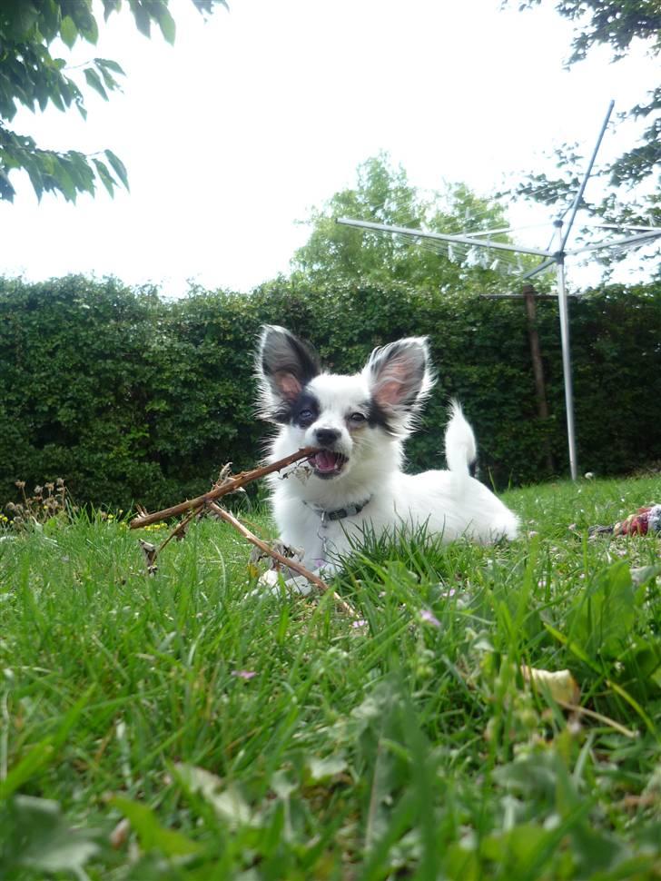 Papillon Joker - "Mmmmm, tornegren!"     .....    -.-´ billede 19