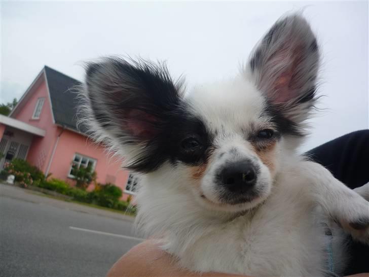 Papillon Joker - "Tak for besøget!" :D billede 20