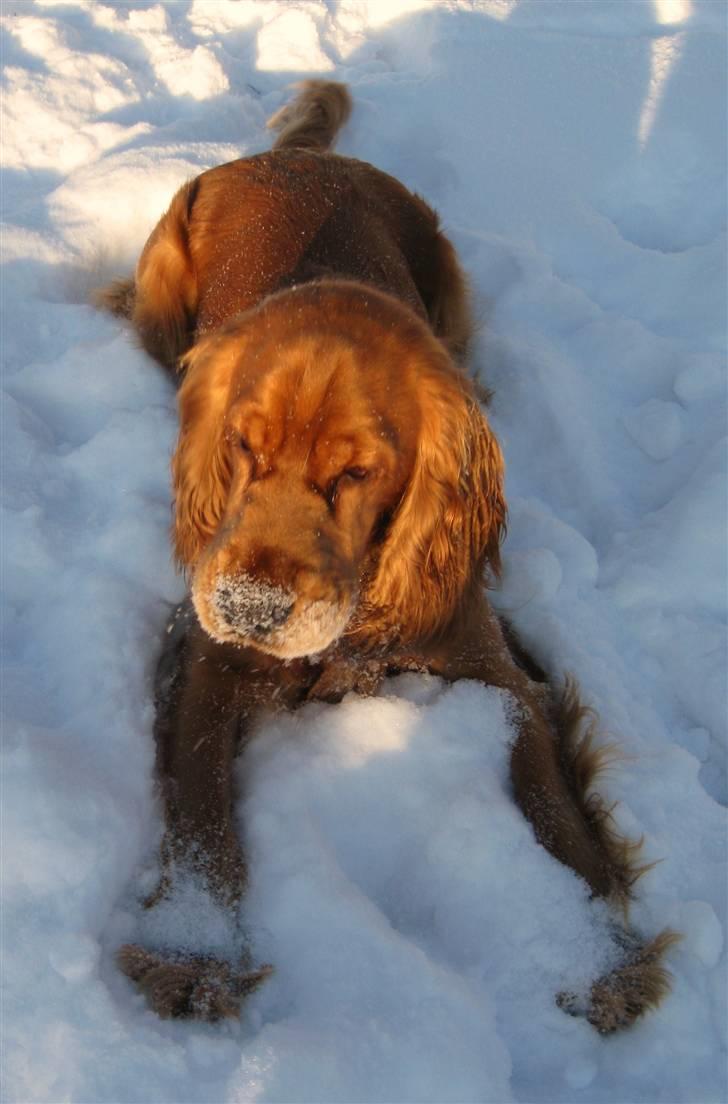 Cocker spaniel Walder RIP - Selvom det er en af de første gange Walder oplever sne, så nyder han det i fulde drag billede 12