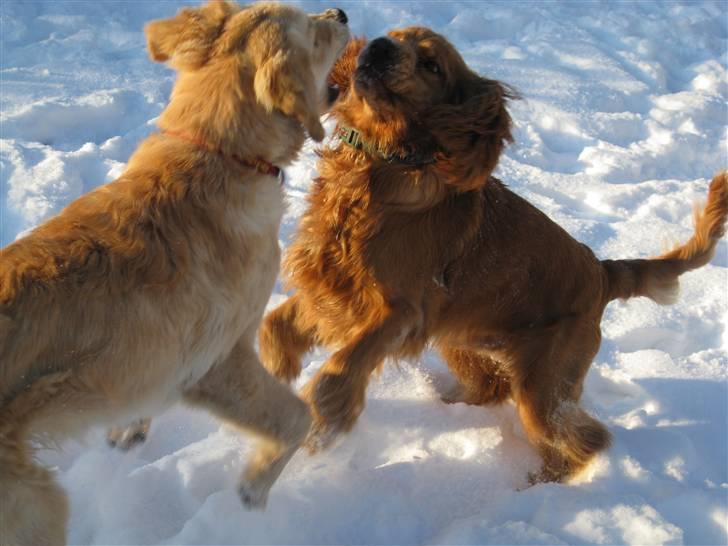 Cocker spaniel Walder RIP - Selvom Bianca og Walder bliver størrere, kan de stadig bruge mange timer på at lege sammen. Skønt at opleve. billede 13