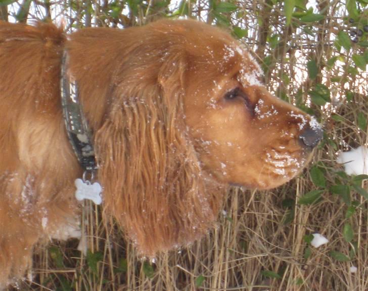 Cocker spaniel Walder RIP - En skøn cocker der nyder sneen. billede 14
