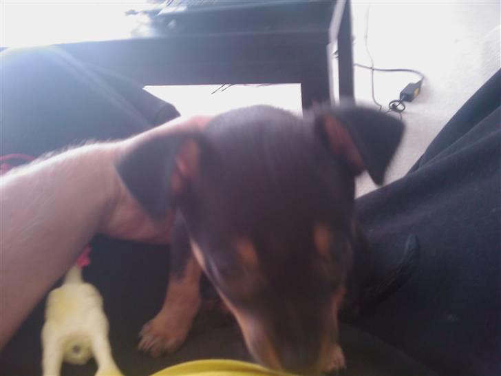 Blanding af racer king billede 6