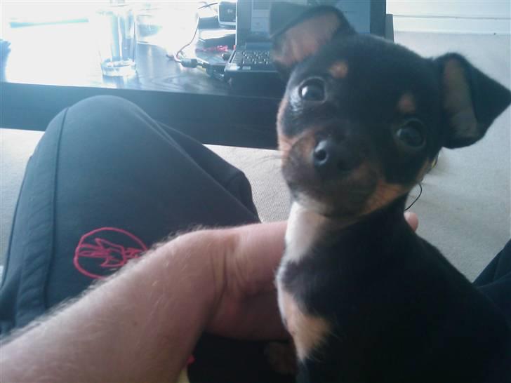 Blanding af racer king billede 7