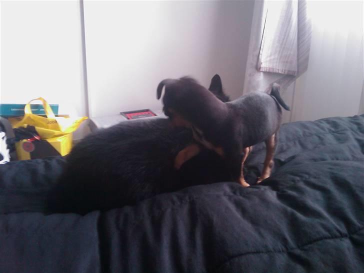 Blanding af racer king billede 8