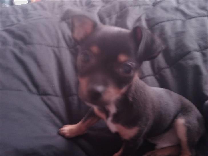 Blanding af racer king billede 9