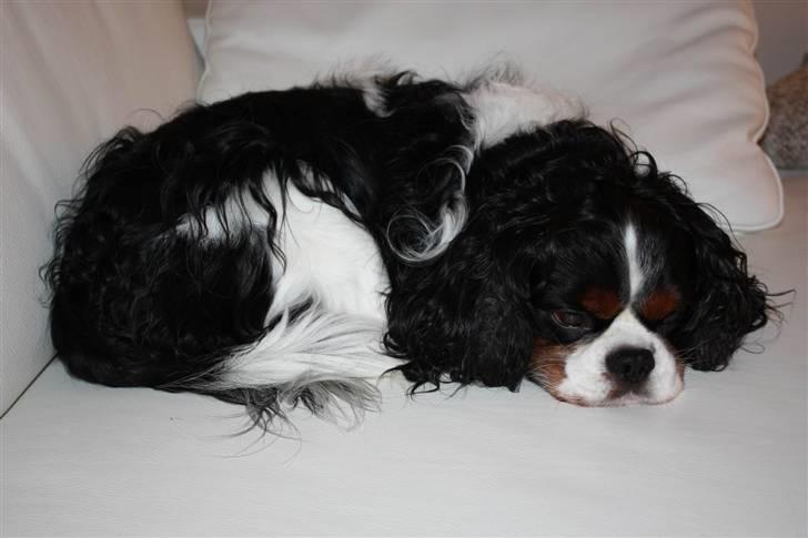 Cavalier king charles spaniel Birkedal´S Rolle (Bif) billede 6