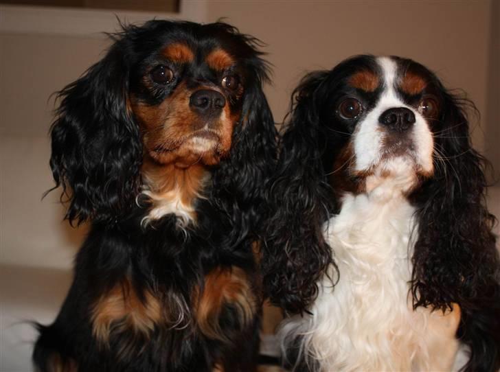 Cavalier king charles spaniel Birkedal´S Rolle (Bif) billede 7