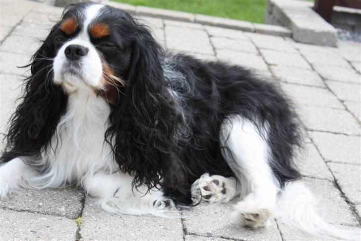 Cavalier king charles spaniel Birkedal´S Rolle (Bif) billede 8