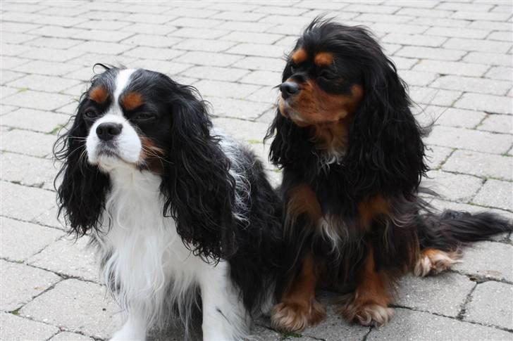 Cavalier king charles spaniel Birkedal´S Rolle (Bif) billede 9