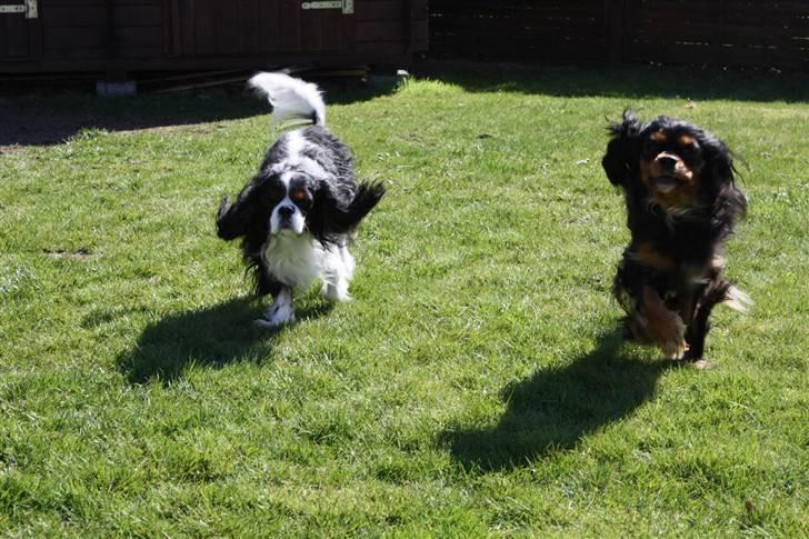 Cavalier king charles spaniel Birkedal´S Rolle (Bif) billede 10